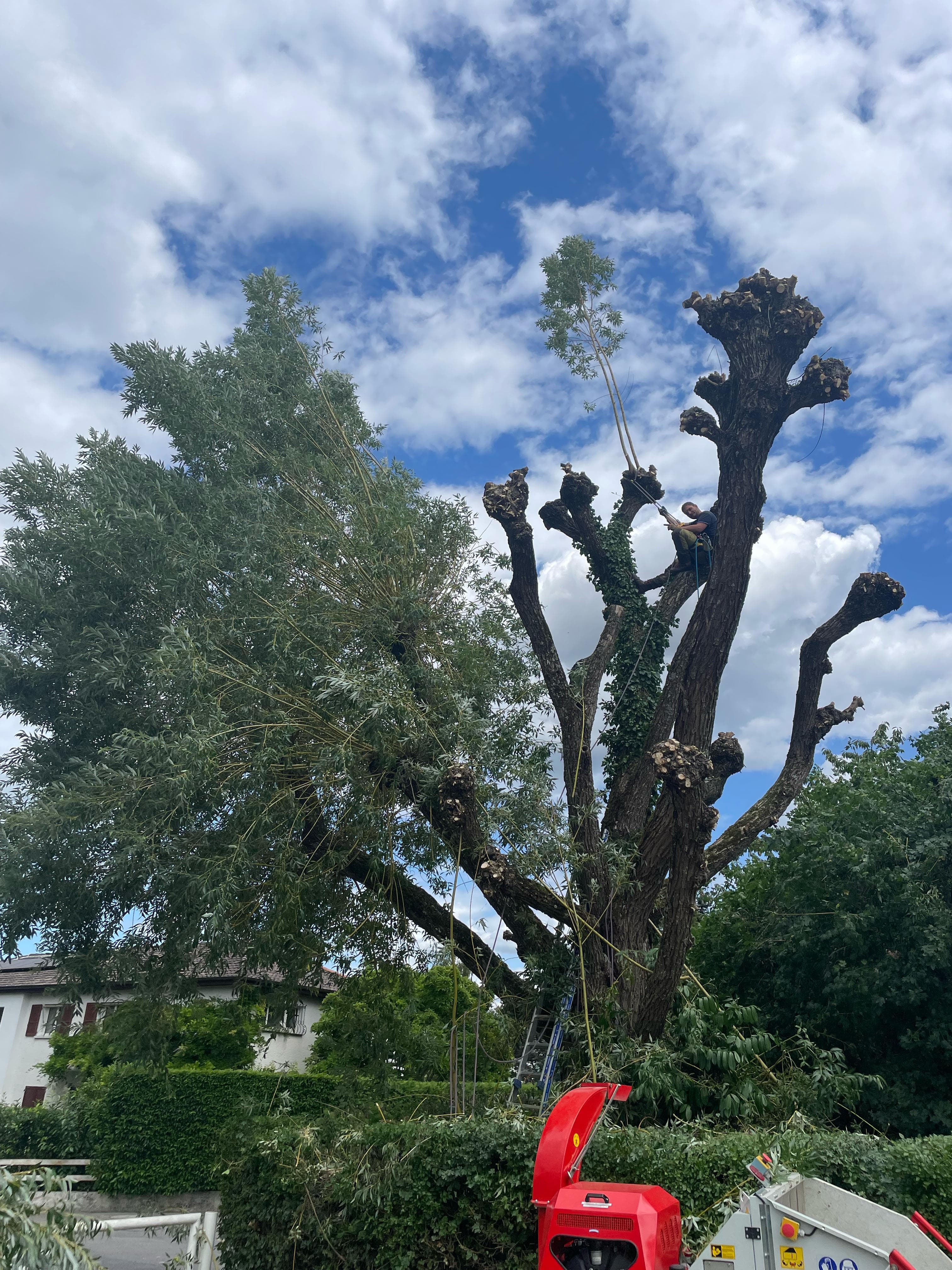 Élagage professionnel en nacelle - Arboriste certifié Adenia Suisse romande