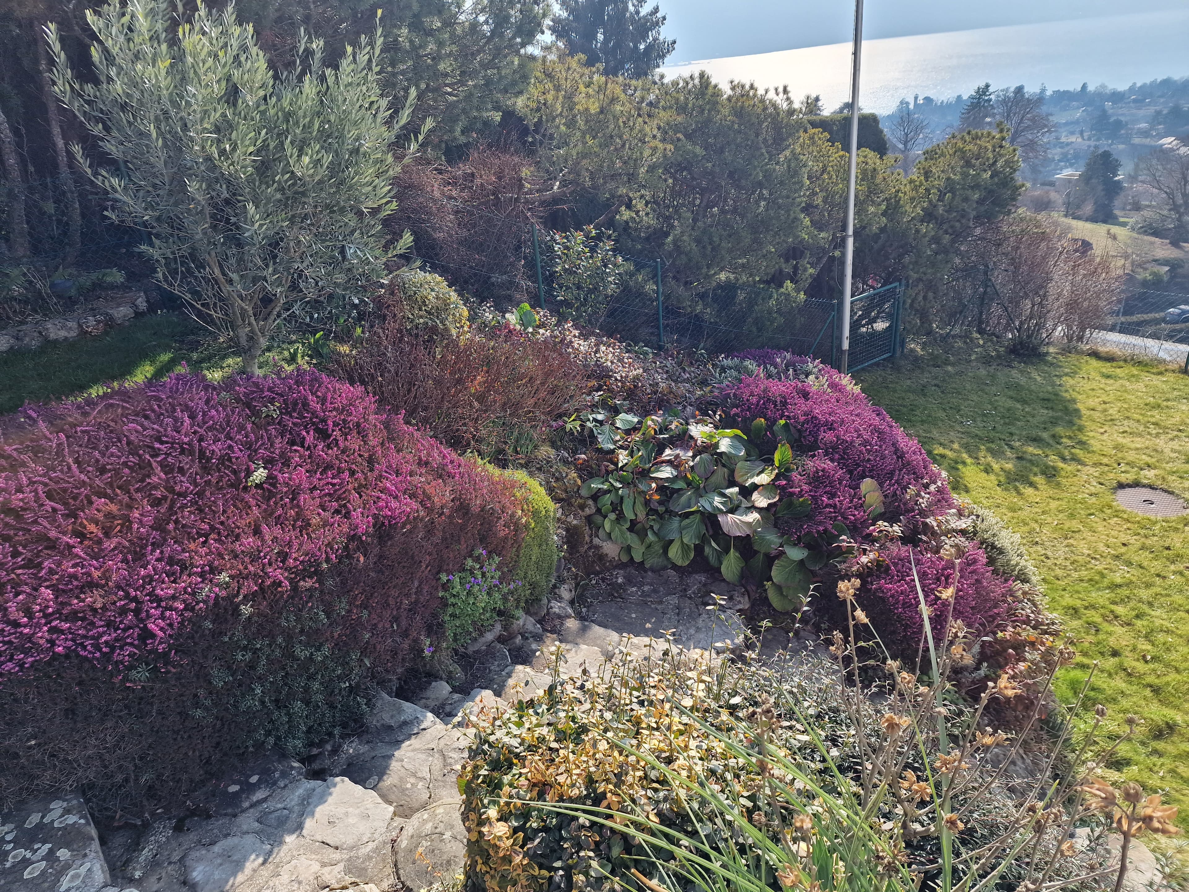 Jardin fleuri avec bruyères - Plantation biologique Adenia